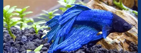 sick betta fish|23 Common Betta Diseases: Signs, Treatment, And Prevention.